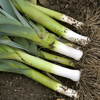 Leek